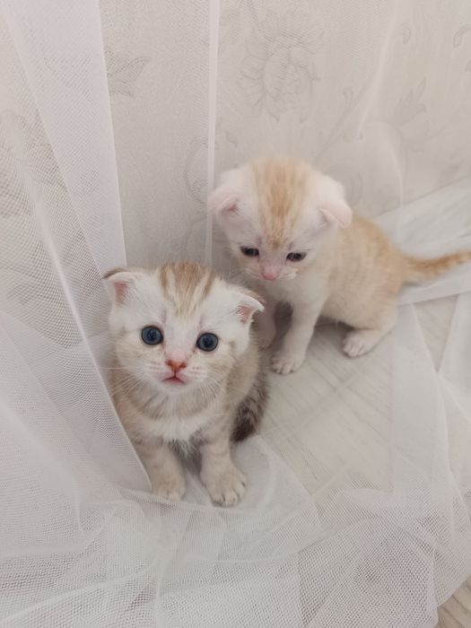 Продам котят Скоттиш - фолд