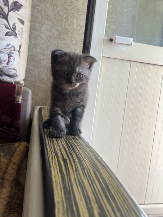 Продам шотландского котенка