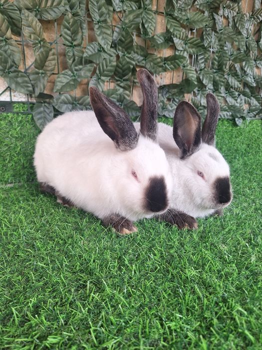 Пара за 15 тыс  Калифорния