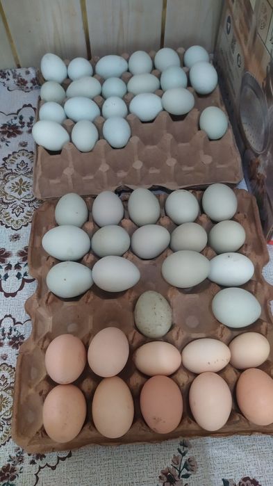 Qora va oq  tovuq uxayul yashil tuxumlari sotiladi