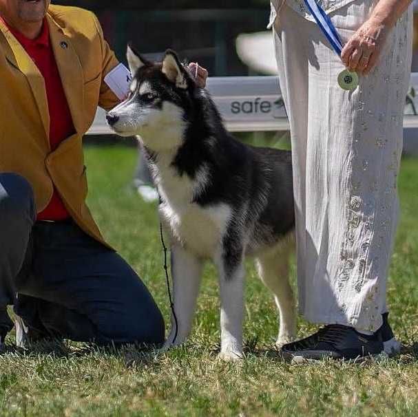 Pui Husky Siberian, părinți multipli campioni.
