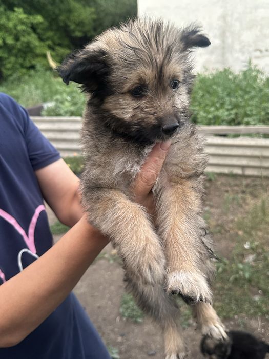Щенки ищут любящий дом