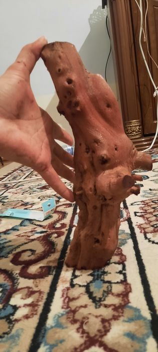 Выноградная каряга для аквариума. Сифати ало даражада хархил  шаклда