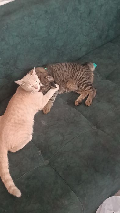 Пропал кот бобтейл