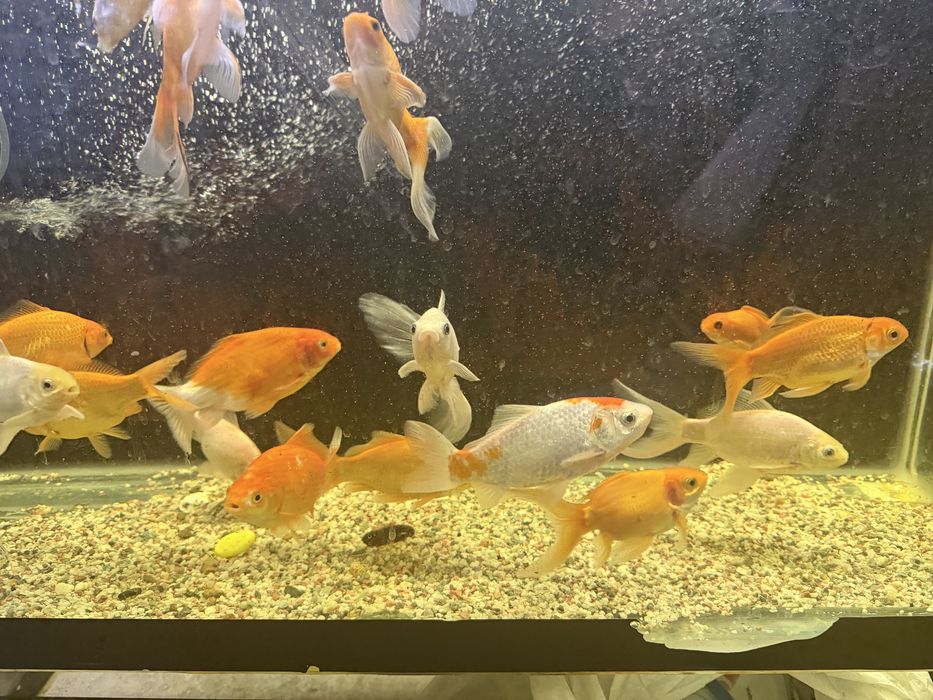 Продам рыб комет