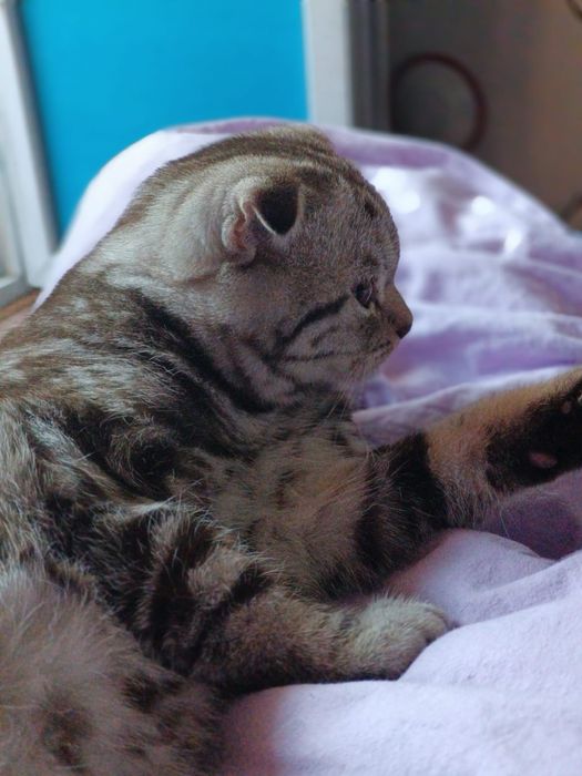 Продам котят шотландских вислоухих