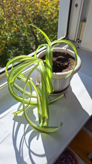 Цветок для дома или кабинета.