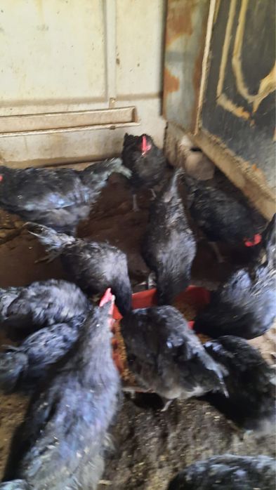 Джерсийский гигант