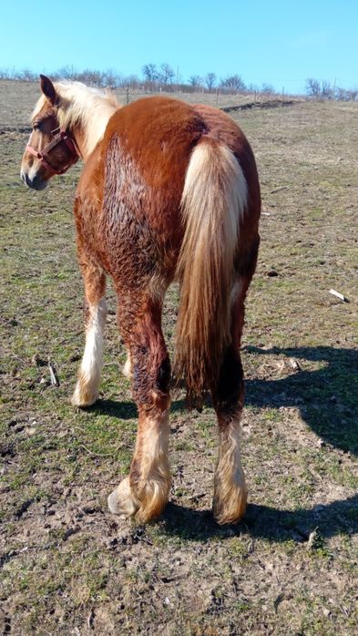 Vând mânz de 11 luni