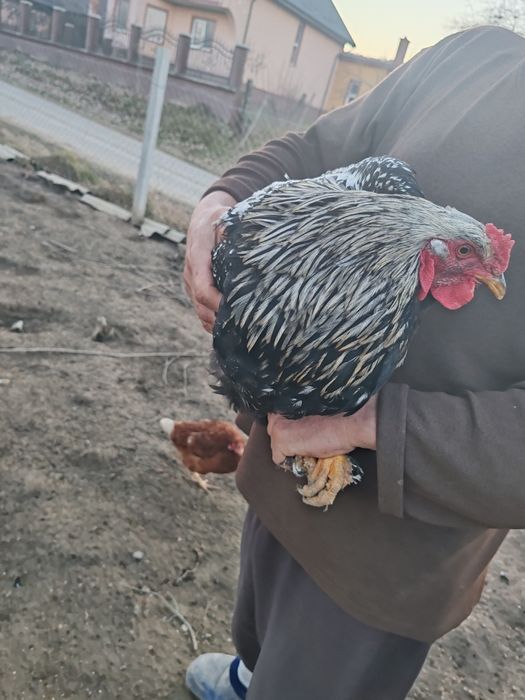 Cocoș de vânzare