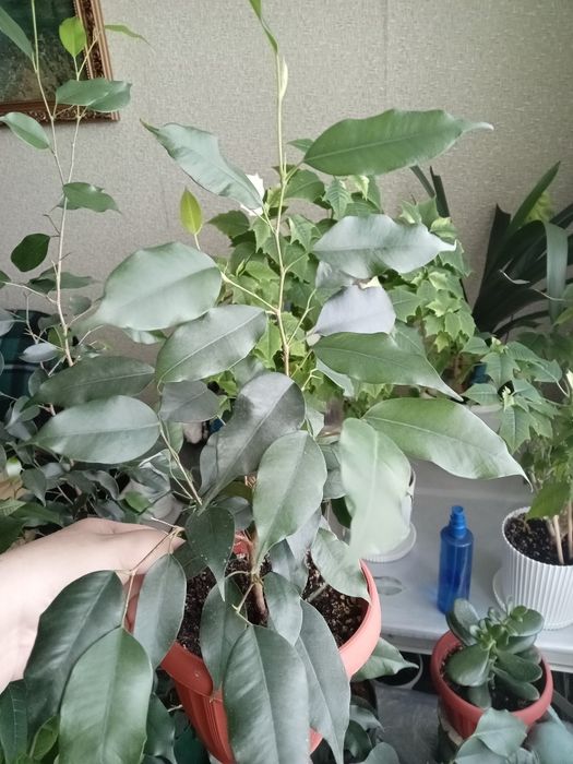 Фикус Бенджамина