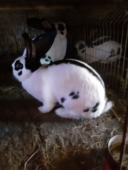 Uriaș german,fluture german și berbec german