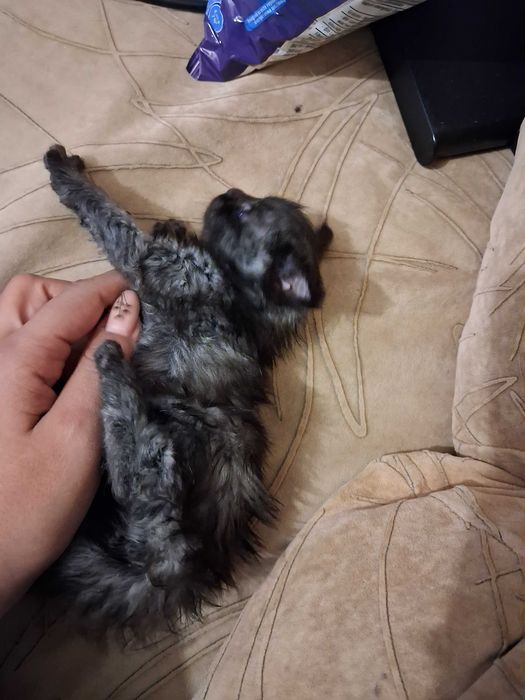 Мейн куун котенца