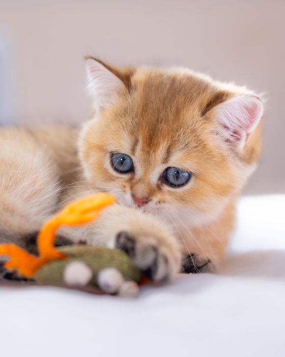 Элитные золотые котята