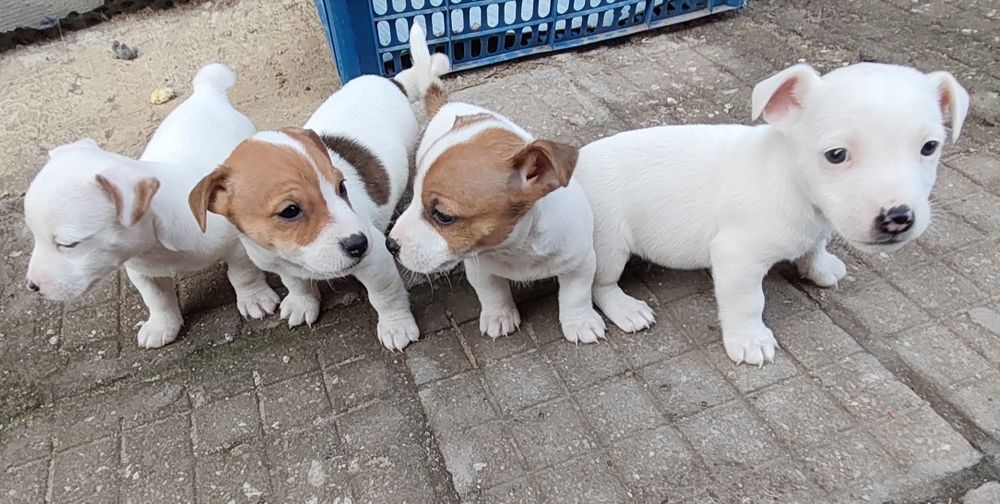 Джак Ръсел Териер