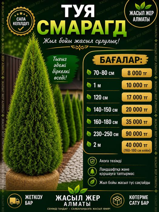 Туя смарагд местный и европа