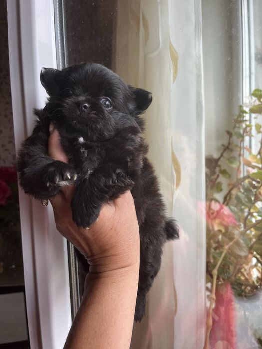 Щенки помчи,шпиц с чихуахуа