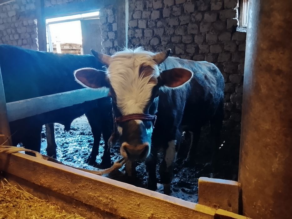 Быки откорм. Семыз