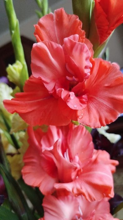 Луковицы гладиолусов