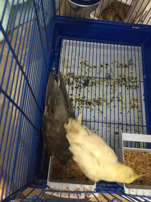 Попугай хорошие карелла пара