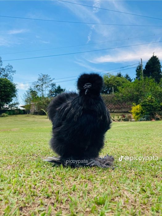 Американский шолк товуклари сотилади