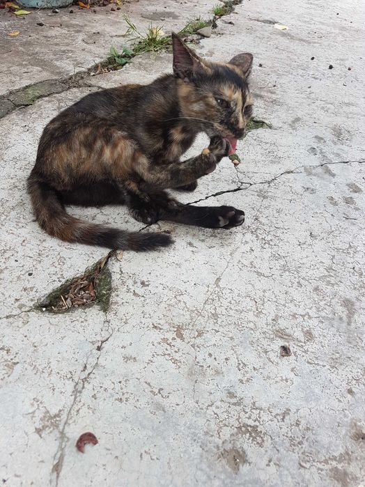Ofer spre adoptie o pisicuta de 4 luni, dulce si iubitoare