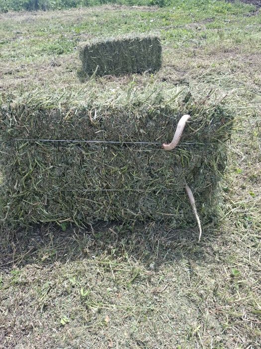 Продам клевер(жоңышқа)