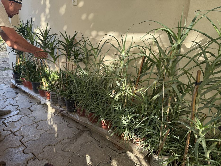 Алой личкбни. Aloy shifobaxsh oʻsimligi