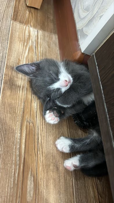 Отдам даром котенка