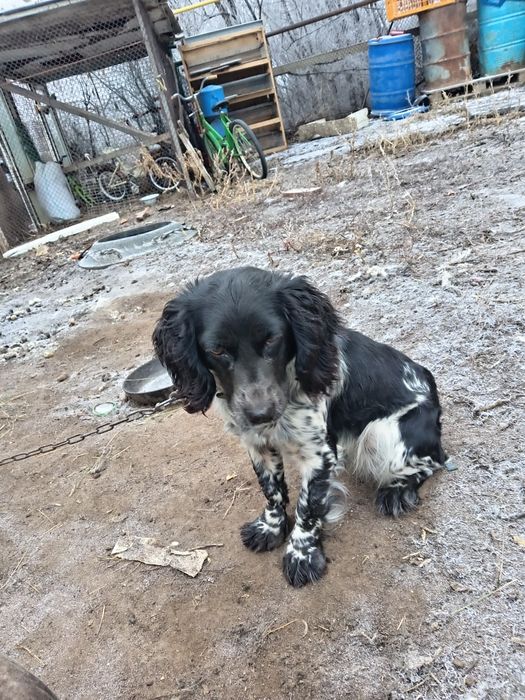 спаниель девочка возрост год