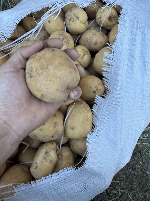 Картошка с Павлодара