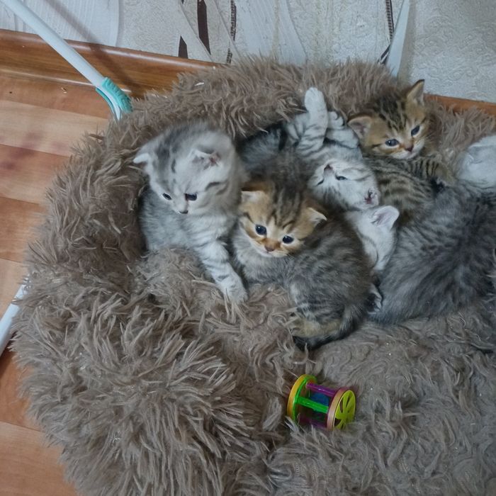 котята шотландцы