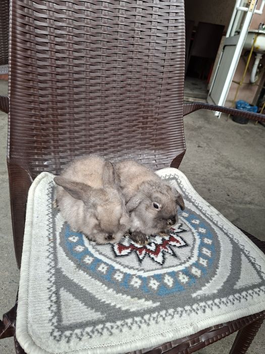 Кролик баран карлик