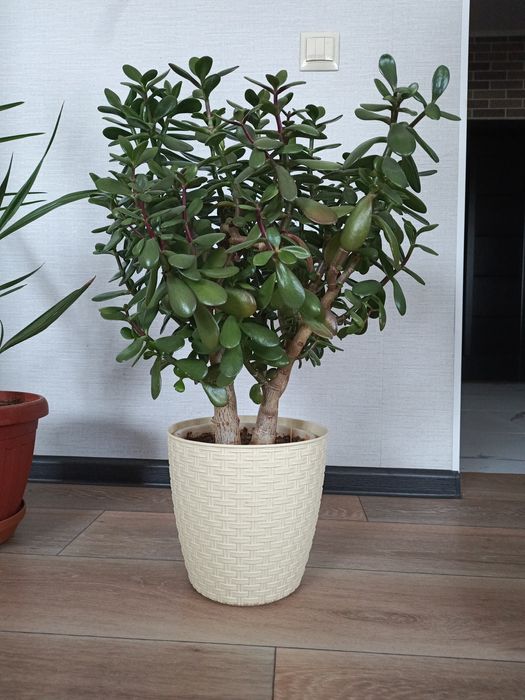 Денежное дерево.