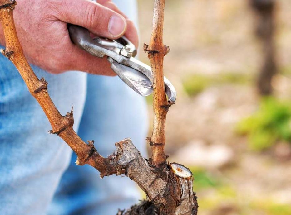 Обрезка винограда