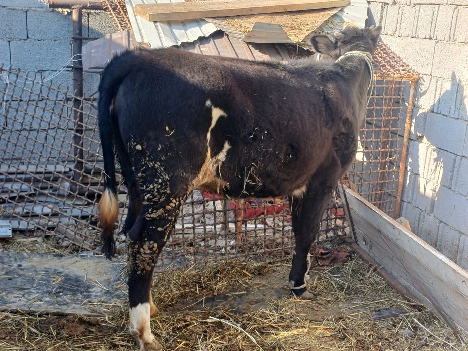 Тана семіз бордақы