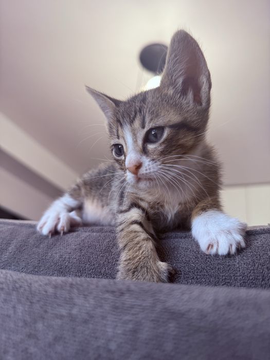Pui de pisică spre adopție