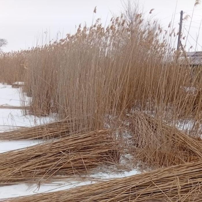 Продам Камыш за 1000 т