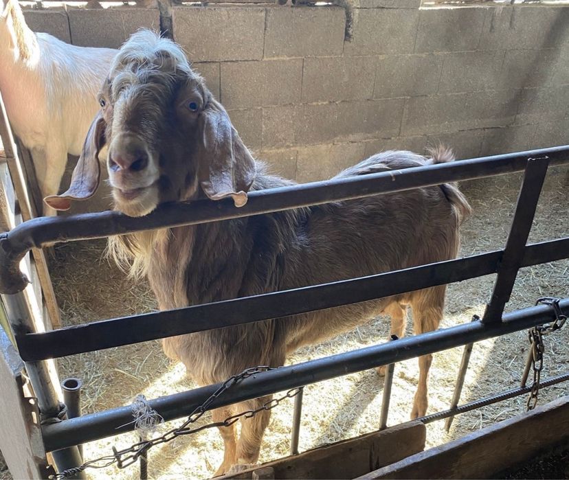 Нубийский теке сатылады