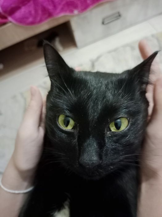 ПРОПАЛ КОТ!!! мальчик