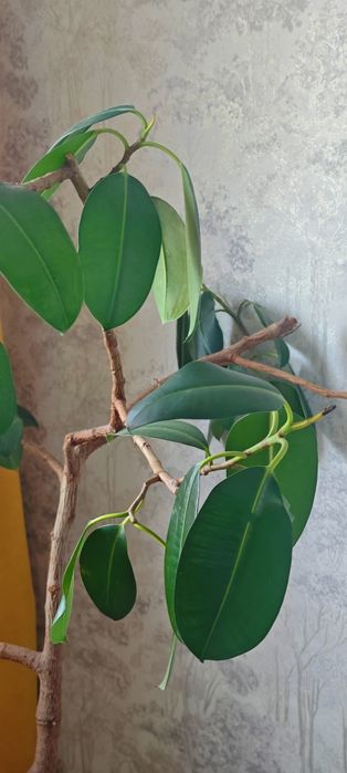 Фикус дерево продам