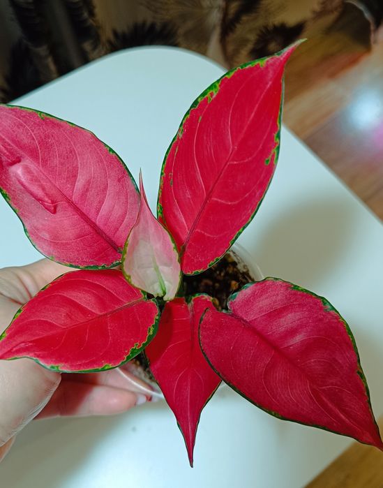 Аглаонема.        .