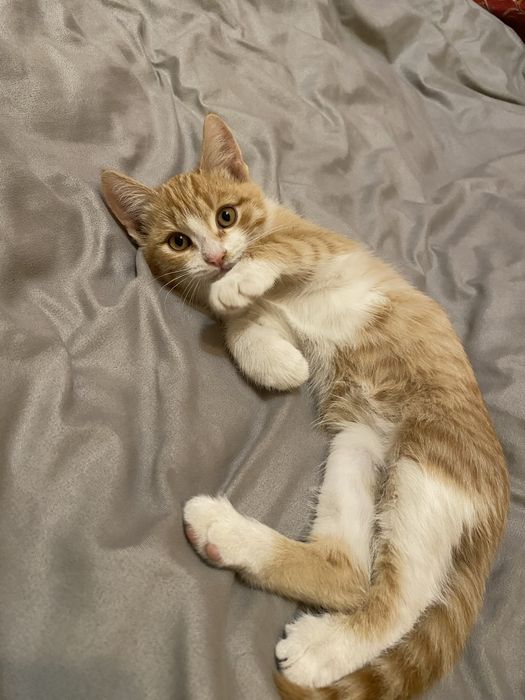 Кошечка в добрые руки
