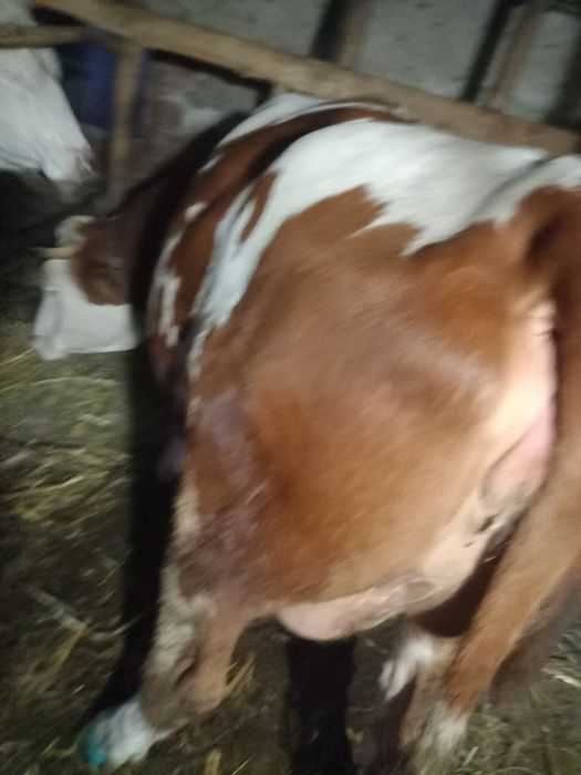 Vand vaca tanara gestanta în noua luni.