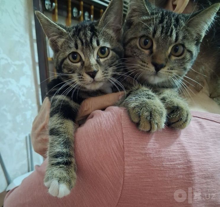 Отдам даром котят