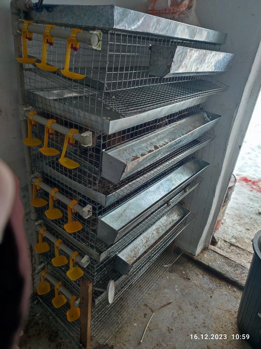 Перепела, Мини ферма.