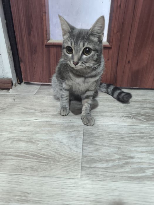 Пропавшая кошка!!!