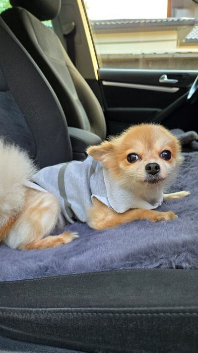 Девочка шпиц ищет семью.