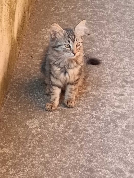 Подарявам котета