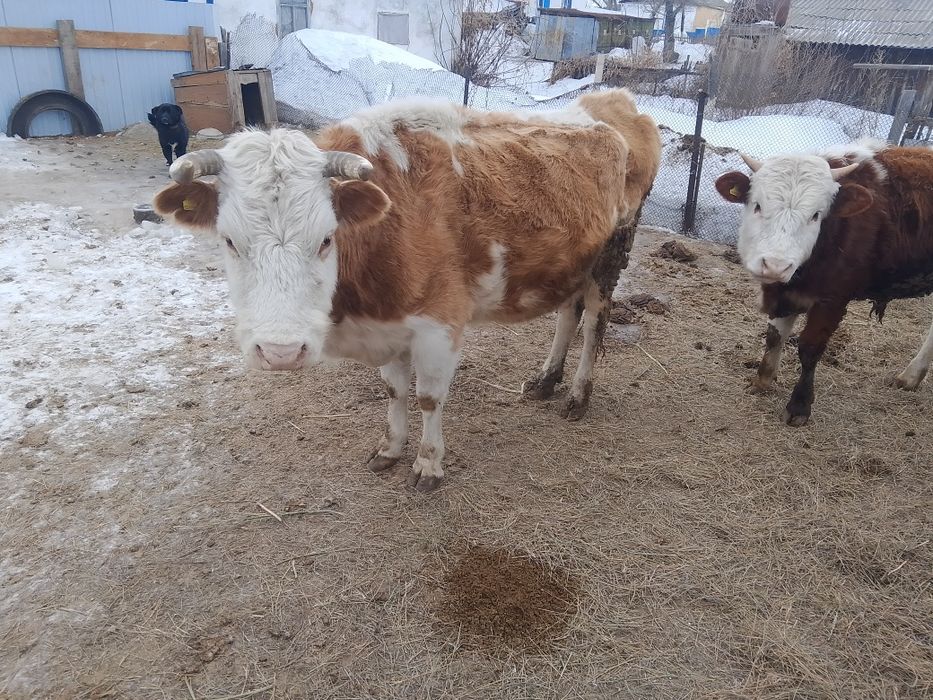 Продам дойную карову